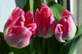 Trio of pink tulips