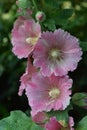 Pink Gladiola Flower Trio