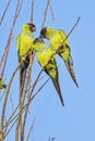 Playful Nanday Conures Up In A Tree Royalty Free Stock Photo