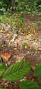 Trio of porcini mushrooms in the forest