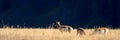 Pronghorn Antelope In Yellowtone National Park Royalty Free Stock Photo