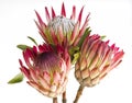 A trio of proteas isolated on white background Royalty Free Stock Photo