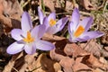 Trio of purple crocuses reborn from the dried leaves of fall. Royalty Free Stock Photo