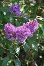 Trio of Purple Lilac Clusters Flowering in Blossoms