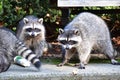 A trio of racoons searching for food in Stanley Park. Royalty Free Stock Photo