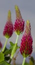 Trio of red clover blooms Royalty Free Stock Photo