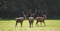 Trio of red deer stags prowling for females Royalty Free Stock Photo