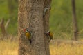 Three Black-Rumped Flameback Woodpeckers