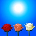 Trio of red pink and white roses over sunny sky