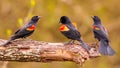 Trio of Red-Winged Blackbird males pose on tree limb Royalty Free Stock Photo