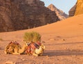 Trio of resting camels in Wadi Rum Desert of Jordan Royalty Free Stock Photo