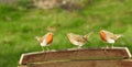 Trio of robins birds country garden meadow pets animals Royalty Free Stock Photo