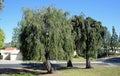Trio of same type of weeping trees in Laguna Woods, California.