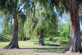 Trio of same type of weeping trees in Laguna Woods, California.