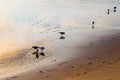 Trio of sanderling birds feeding on the Dunes-du-Sud beach at sunrise Royalty Free Stock Photo