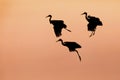 Trio of Sandhill Cranes preparing to land at sunset