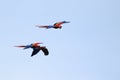 Scarlet macaw in flight