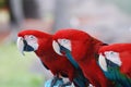 Trio of Scarlet Macaws on a Perch Royalty Free Stock Photo