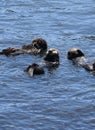 Trio of Sea Otters Rafting Together on their Backs