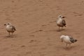 A trio of seagulls in the sand