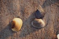 Three sea shells in sunrise beach sand Royalty Free Stock Photo