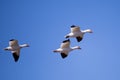 Trio of snow geese in flight against clear blue sky during a sunny spring morning Royalty Free Stock Photo