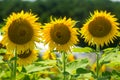 Trio of sunflower blooms in a field