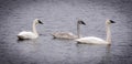 A trio of swans on the lake, gray and white, early morning