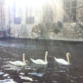 Trio of Swans in Romantic Bruges Canal