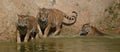 Trio of Swimming Bengal Tigers Royalty Free Stock Photo