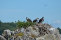 Trio of Three Ospreys Perched on a Nest