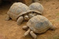 Trio of turtles