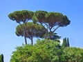 Trio of umbrella trees in Italy