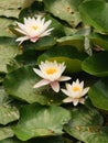 Trio of water lilies among the leaves in a small lake in the Po Valley