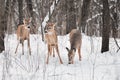 Trio of White-Tailed Deer in Snowy Woods Royalty Free Stock Photo