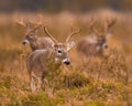 Trio of Whitetail Deer Bucks moving through field