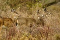 A Trio Of Whitetail Deer