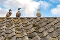 Trio of wild ducks, two mallards and one female white duck. Royalty Free Stock Photo