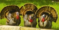 Wild Turkey Gobblers display their beauty during spring mating season Royalty Free Stock Photo