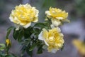 Three Yellow Roses