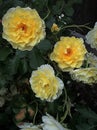 A trio of yellow roses