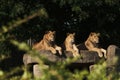 Trio of young African lions resting on a large boulder.