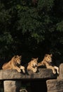 Trio of young African lions resting on a large boulder.