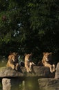 Trio of young African lions resting on a large boulder.