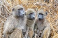 Chacma Baboons