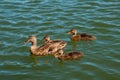 Trio of young Mallard Ducks with mom