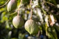 Trio of young mangos Royalty Free Stock Photo