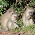 Trio of young vervet monkeys