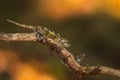 Trioceros balebicornutus, Bale Mountains Two-horned Chameleon, endemic reptile lizard from Harenna forest, Bale Mountains NP in Royalty Free Stock Photo