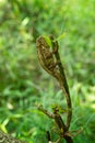 coarse chameleon, trioceros rudis, rudis chameleon, ruwenzori side striped chameleon